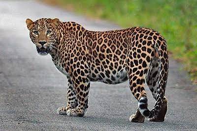 Leopard